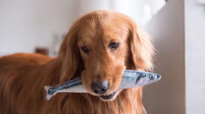 Can Dogs Eat Tuna?Is it safe?What You Need to Know