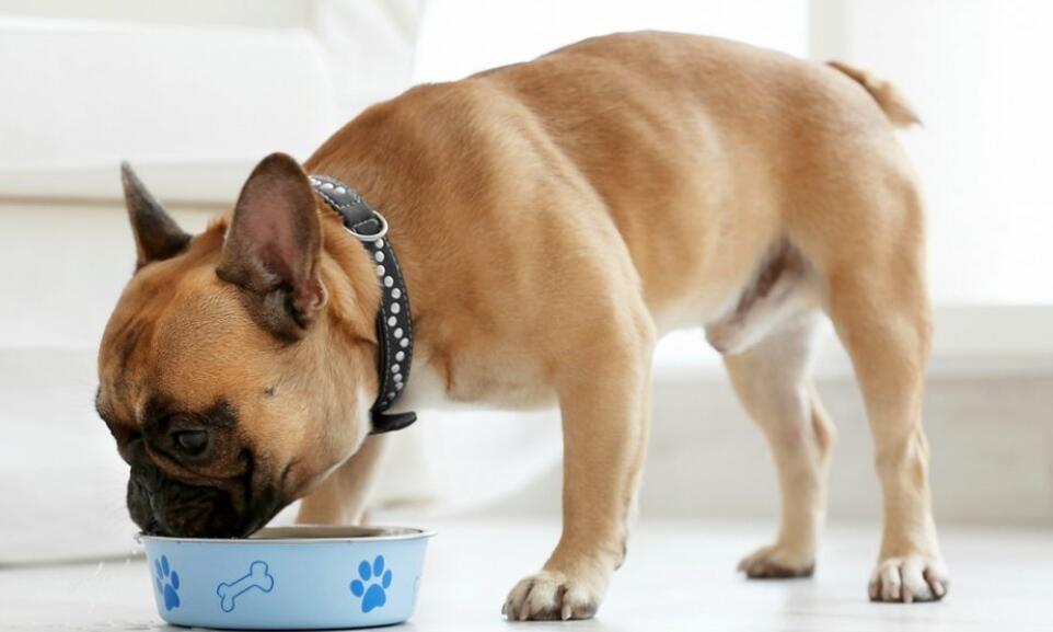 Dog Food for French Bulldog with Skin Allergies