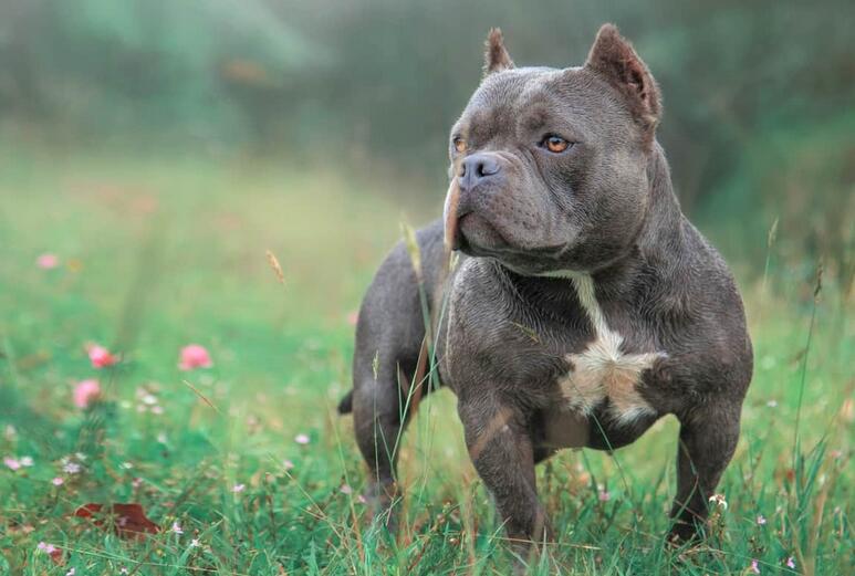Health Concerns of Exotic Bullies
