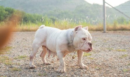 The Exotic Bully