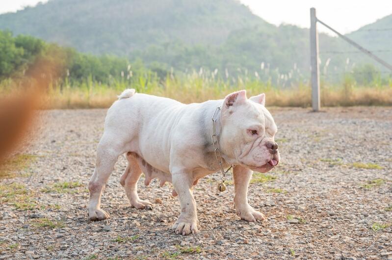 The Exotic Bully: A Unique and Fascinating Dog Breed