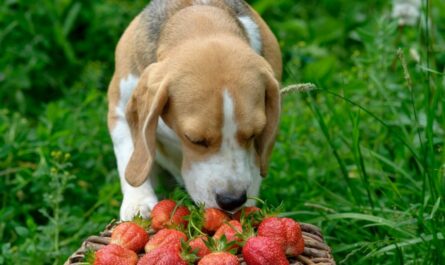Dogs Eat Raspberries