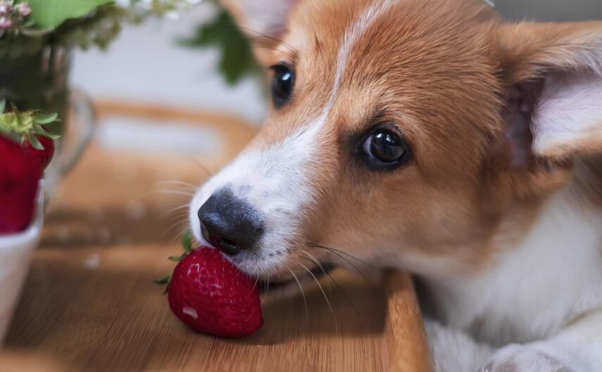 Feed Raspberries to Your Dog