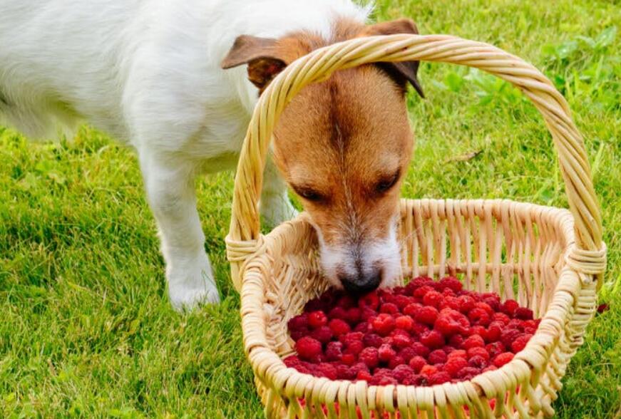 Raspberries for Dogs