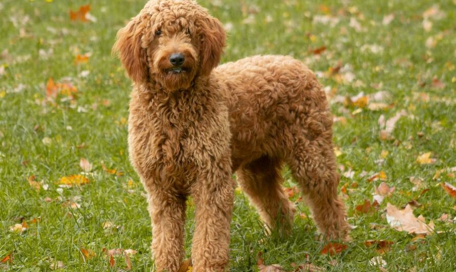 Goldendoodle F1BB: Size, Temperament, Lifespan and More