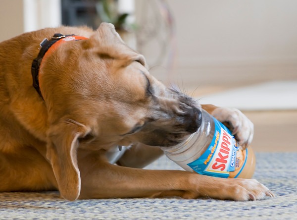 Peanut Butter Safe for Your Dogs
