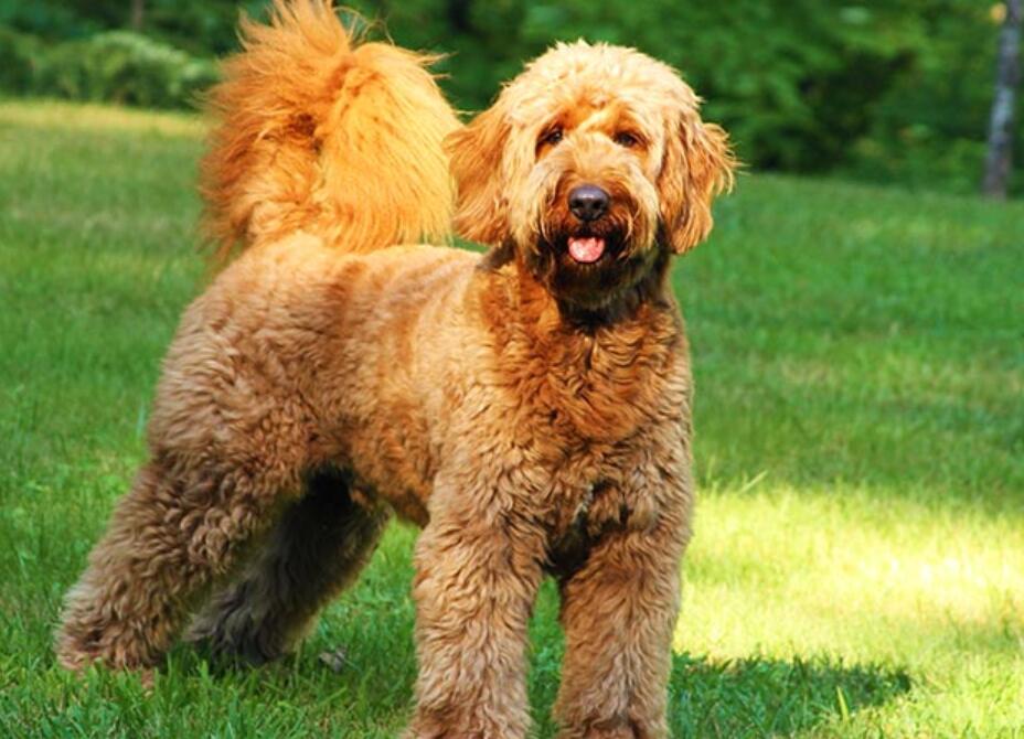 Physical Characteristics of Goldendoodle F1BB