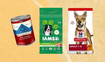 Dry Dog Food Brands for 2024